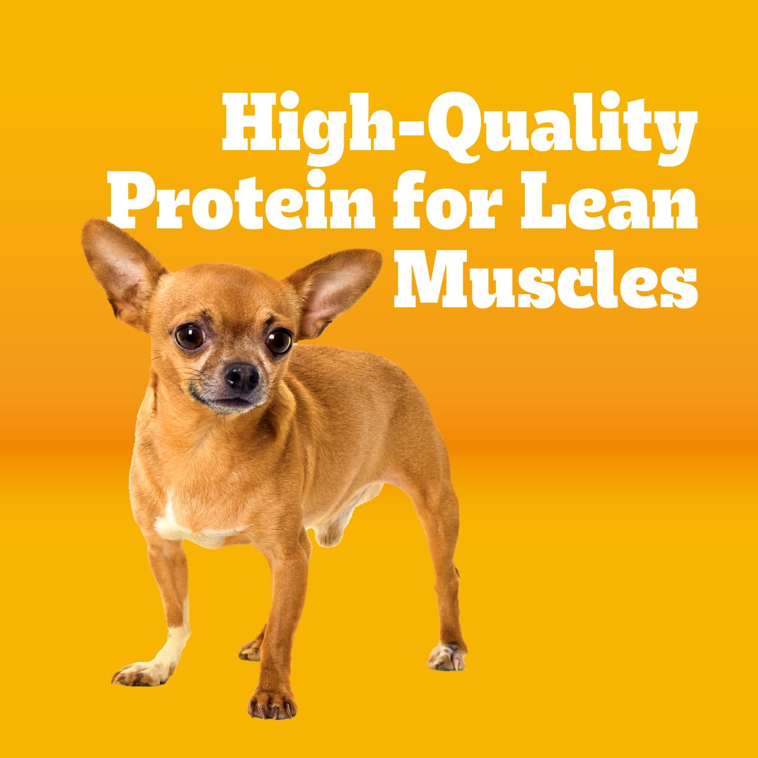 Pedigree Small Dogs Dry Dog Food, Grilled Steak and Vegetable, 14 lb | 100% complete & balanced, 36 vitamins & minerals, Omega-6 & Zinc, natural fibers for digestion, immune support