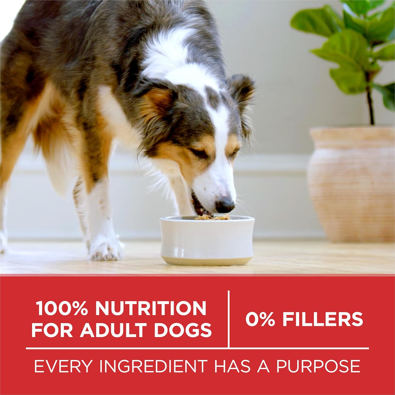 Purina ONE Dry Dog Food Lamb and Rice Formula - 16.5 lb. Bag