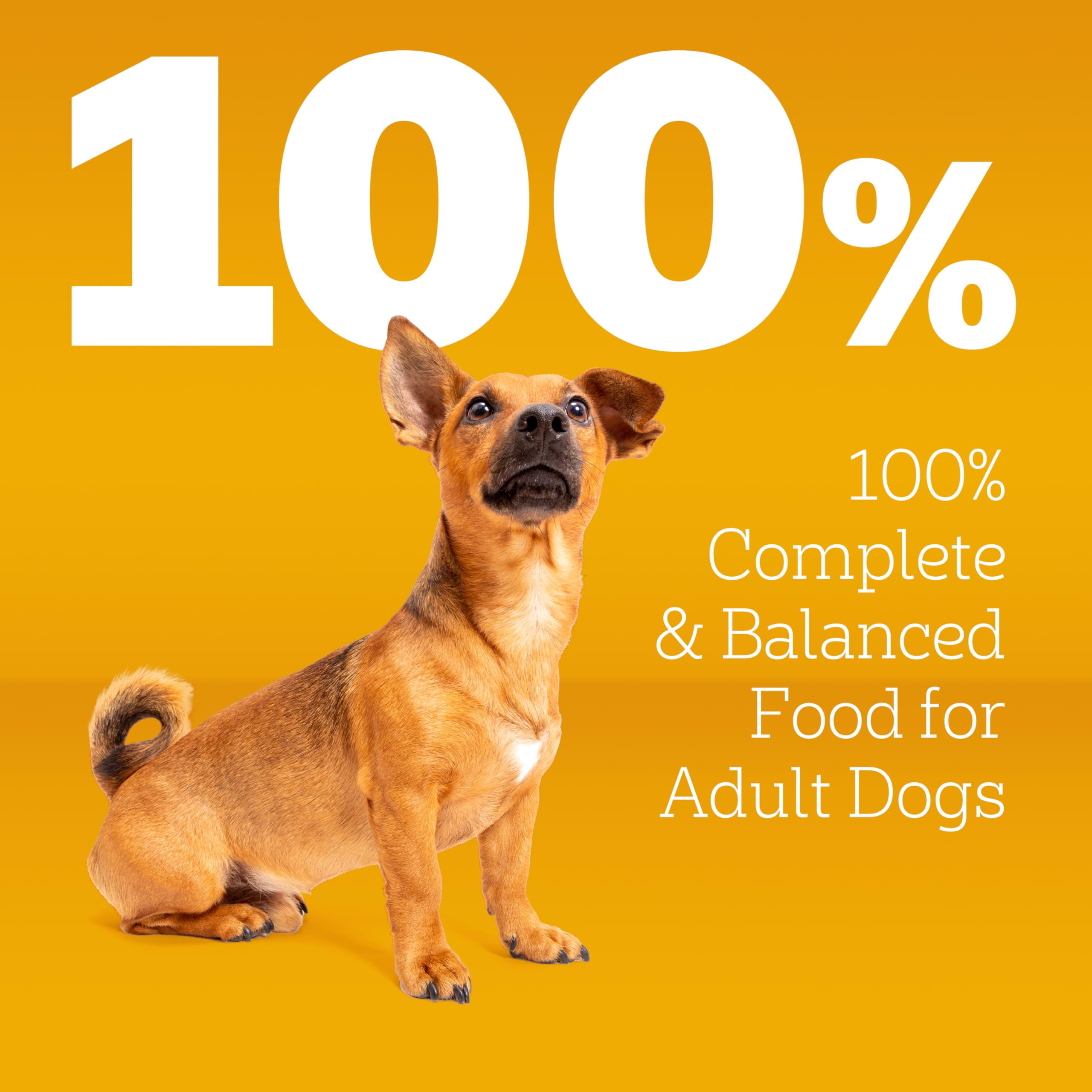 Pedigree Small Dogs Dry Dog Food, Grilled Steak and Vegetable, 14 lb | 100% complete & balanced, 36 vitamins & minerals, Omega-6 & Zinc, natural fibers for digestion, immune support